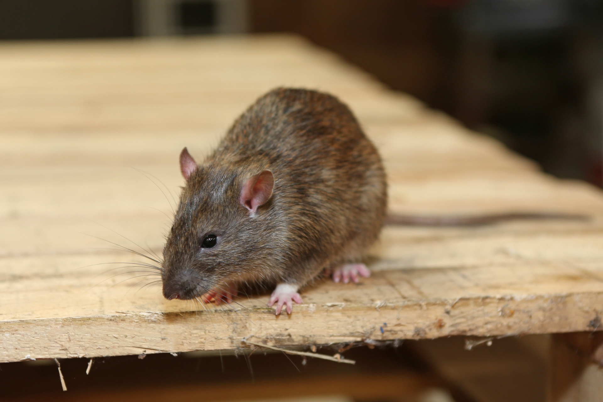 Rat Infestation, Pest Control in Hornchurch, RM11, RM12. Call Now 020 8166 9746
