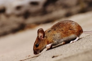 Mice Exterminator, Pest Control in Hornchurch, RM11, RM12. Call Now 020 8166 9746