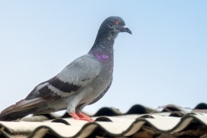 Pigeon Control, Pest Control in Hornchurch, RM11, RM12. Call Now 020 8166 9746