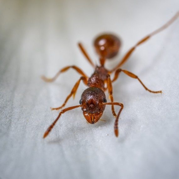 Field Ants, Pest Control in Hornchurch, RM11, RM12. Call Now! 020 8166 9746