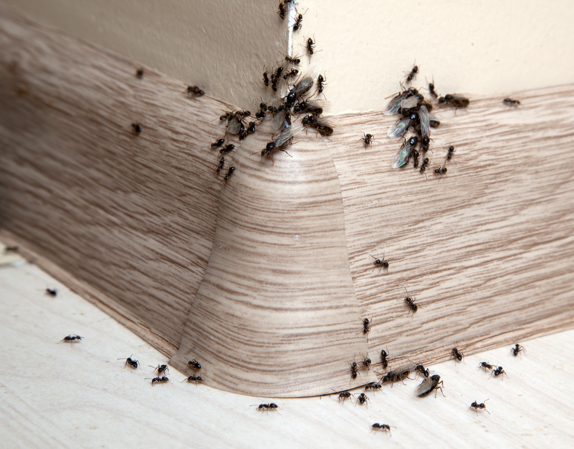 Ant Infestation, Pest Control in Hornchurch, RM11, RM12. Call Now 020 8166 9746