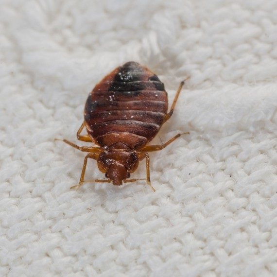Bed Bugs, Pest Control in Hornchurch, RM11, RM12. Call Now! 020 8166 9746