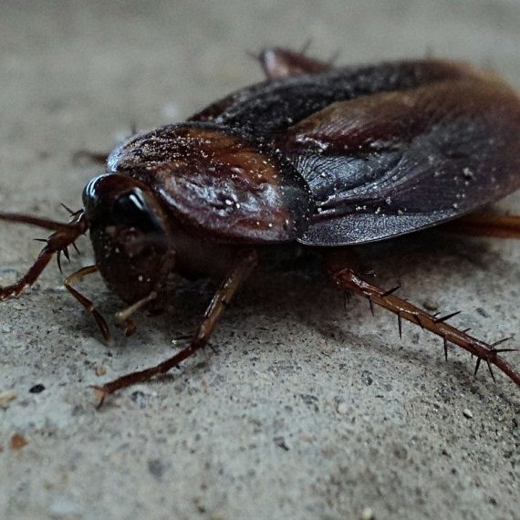 Cockroaches, Pest Control in Hornchurch, RM11, RM12. Call Now! 020 8166 9746
