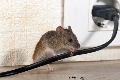 Pest Control in Hornchurch, RM11, RM12. Call Now! 020 8166 9746