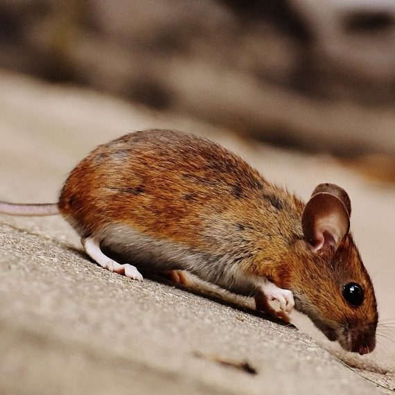 Mice, Pest Control in Hornchurch, RM11, RM12. Call Now! 020 8166 9746
