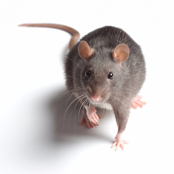 Rats, Pest Control in Hornchurch, RM11, RM12. Call Now! 020 8166 9746