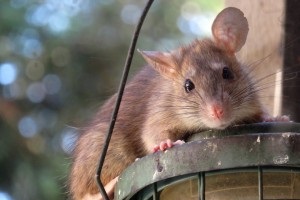 Rat extermination, Pest Control in Hornchurch, RM11, RM12. Call Now 020 8166 9746