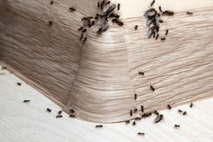 Ant Control, Pest Control in Hornchurch, RM11, RM12. Call Now 020 8166 9746