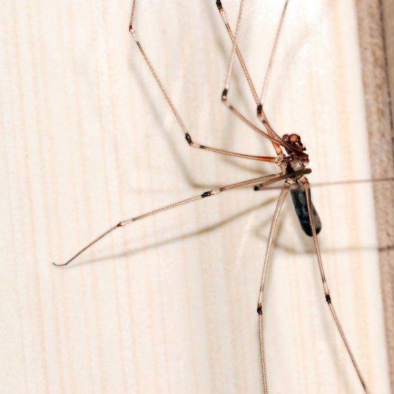 Spiders, Pest Control in Hornchurch, RM11, RM12. Call Now! 020 8166 9746