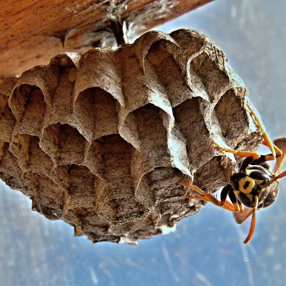 Wasps Nest, Pest Control in Hornchurch, RM11, RM12. Call Now! 020 8166 9746